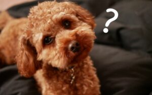 モグワンとこのこのごはんはどっちがおすすめ？３つの項目で比較！